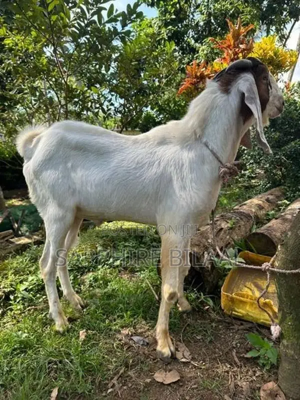 Goats