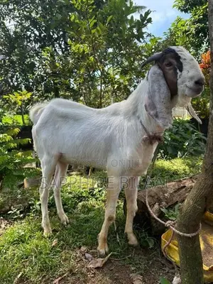Goats