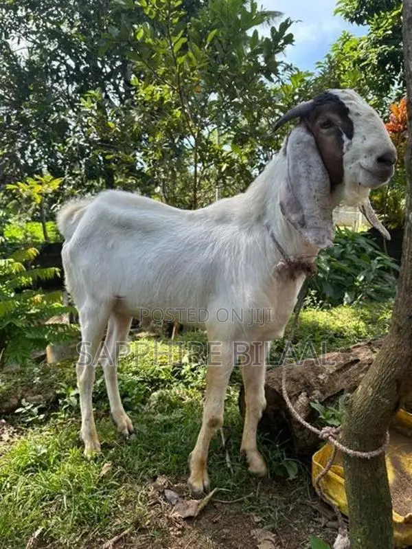 Goats