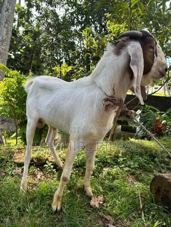 Goats
