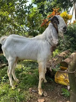 Goats