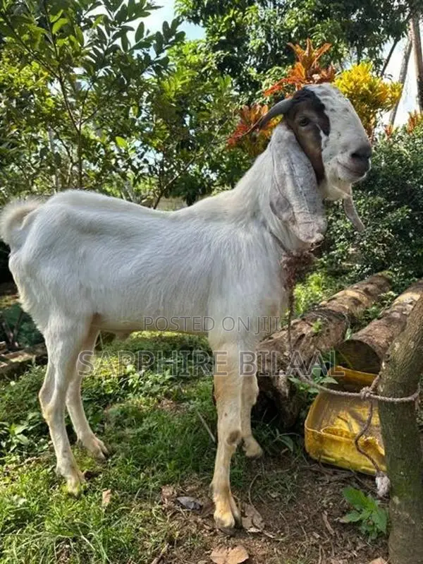 Goats