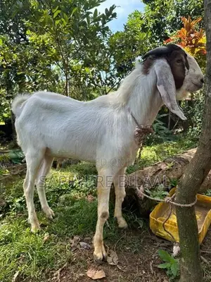 Goats