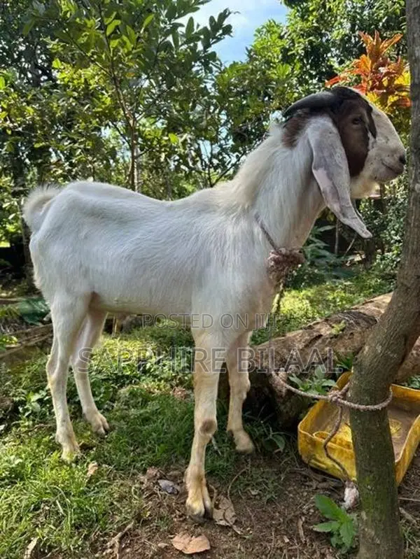 Goats