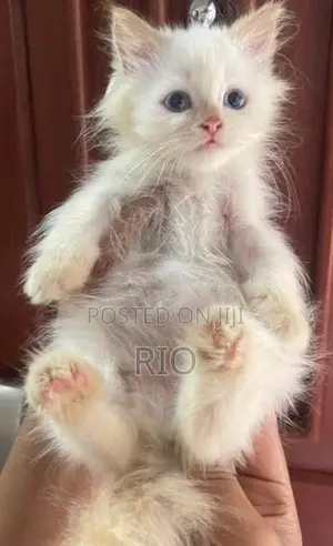 Persian Kittens
