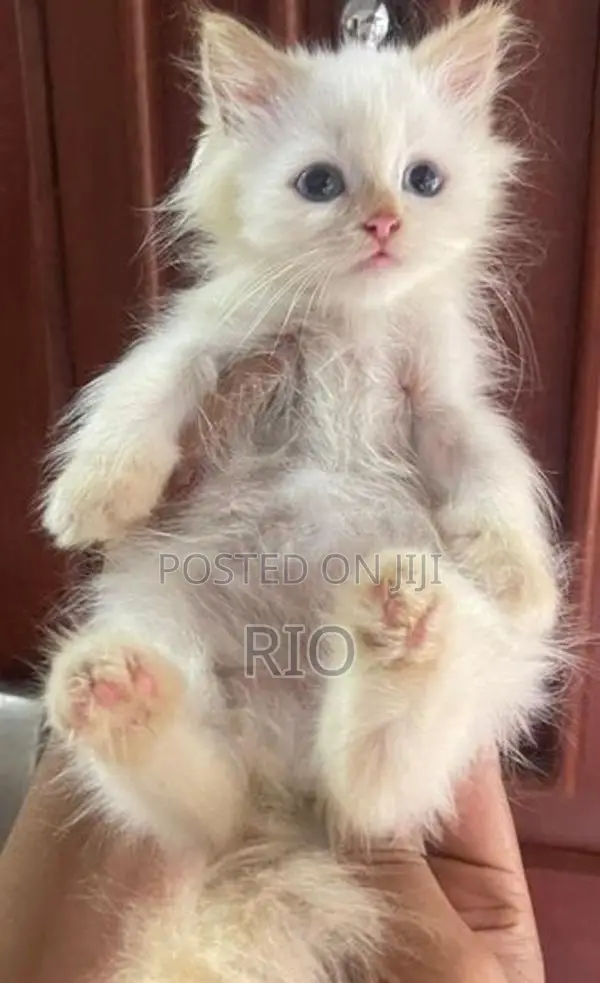 Persian Kittens