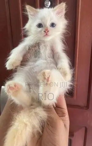 Persian Kittens