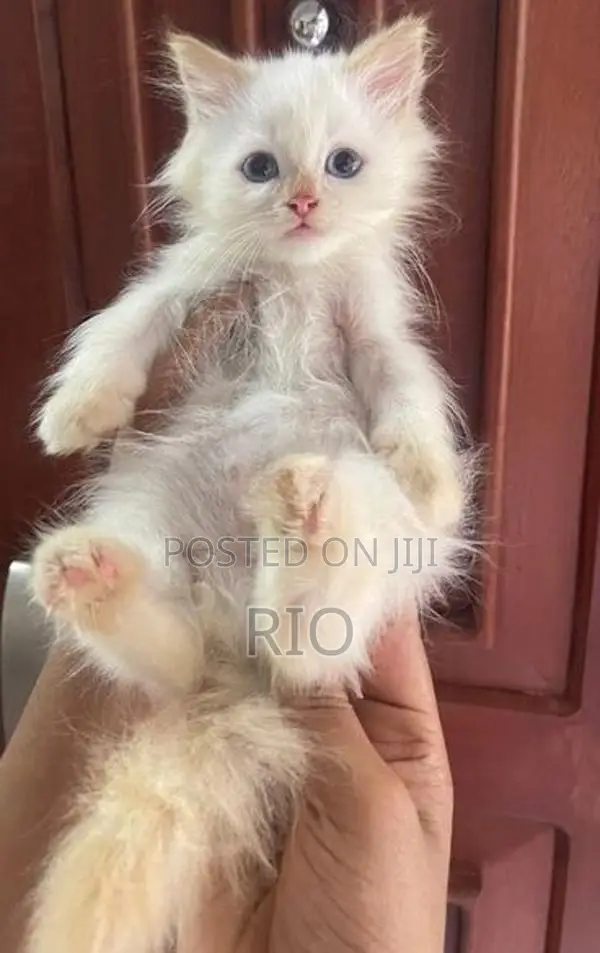 Persian Kittens
