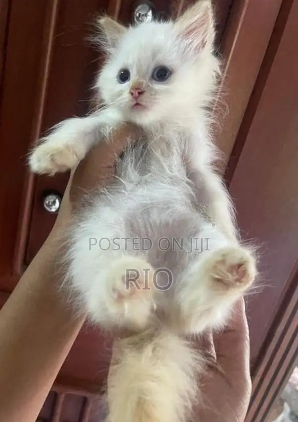 Persian Kittens
