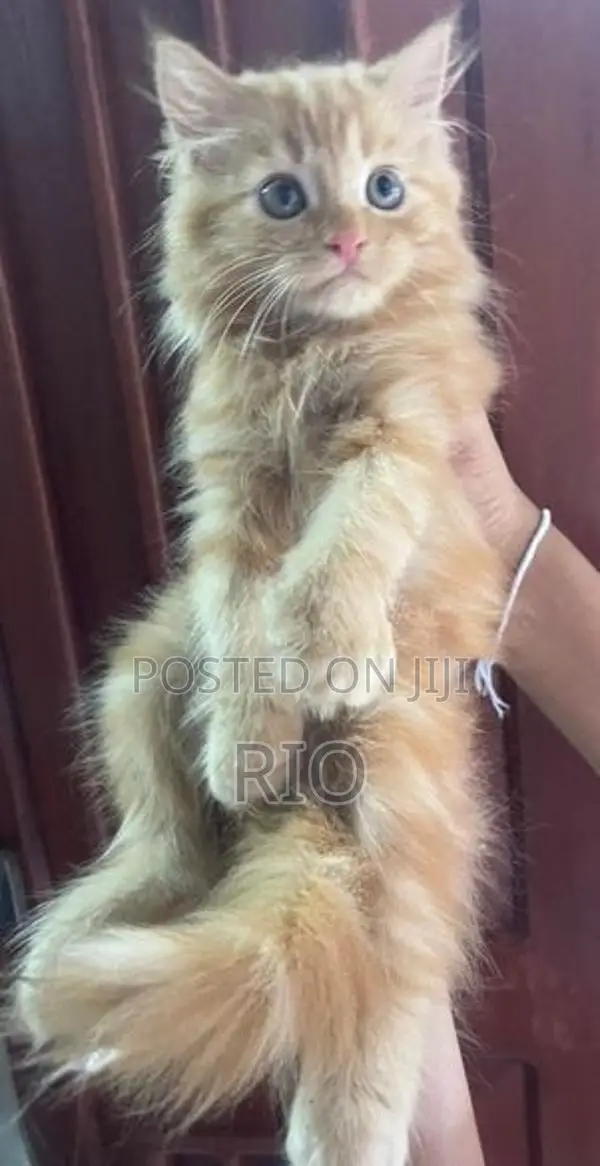 Persian Kittens