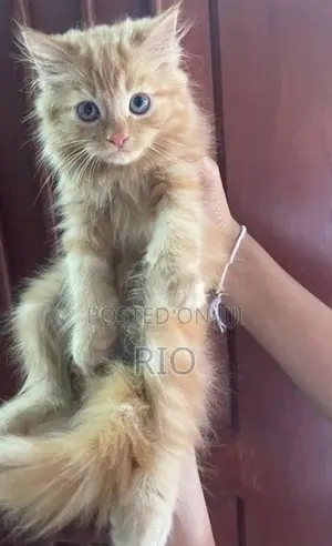 Persian Kittens