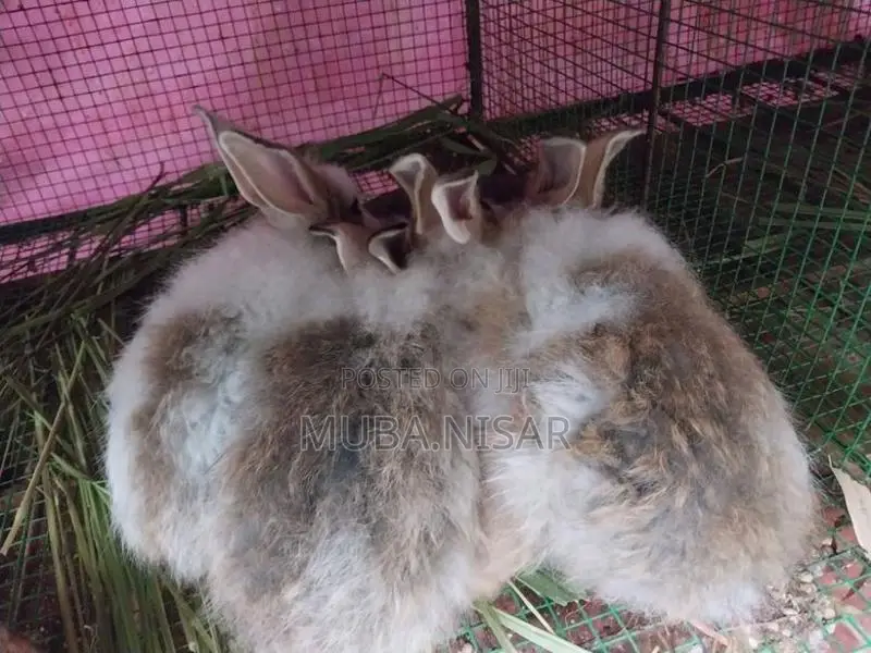 Rabbit