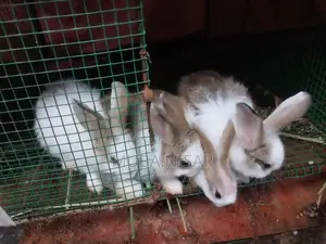Rabbit