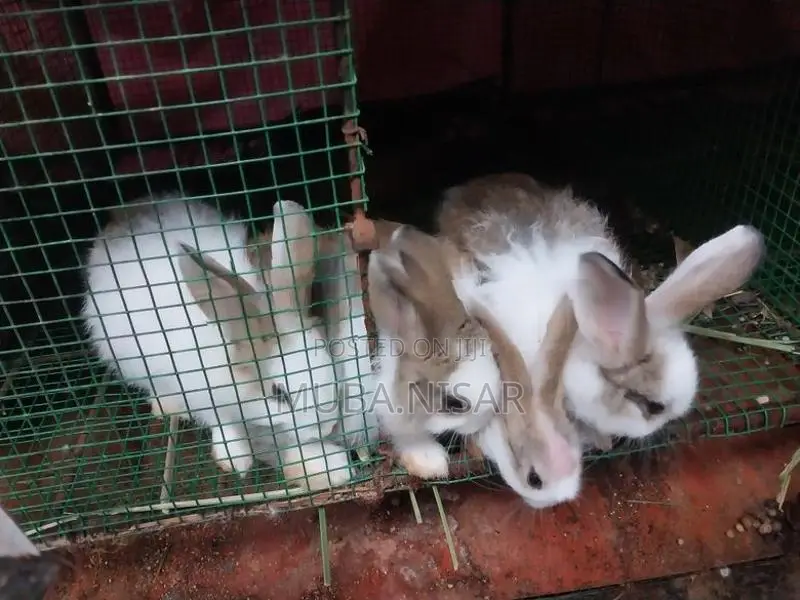 Rabbit