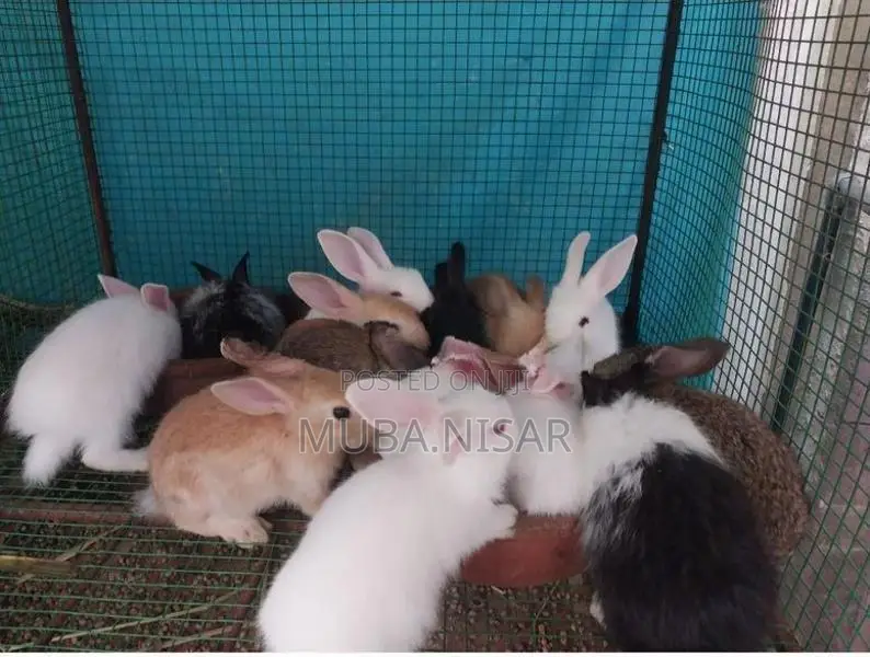 Rabbit