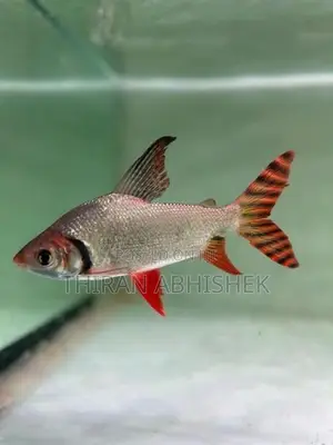 Flagtail Fish