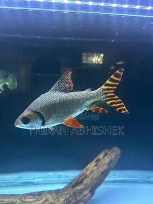Flagtail Fish