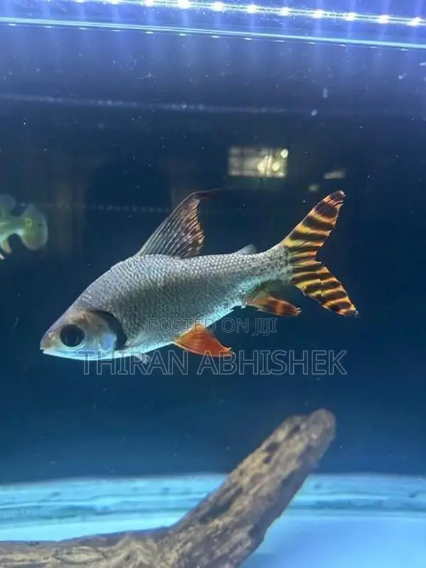 Flagtail Fish