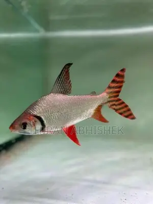 Flagtail Fish