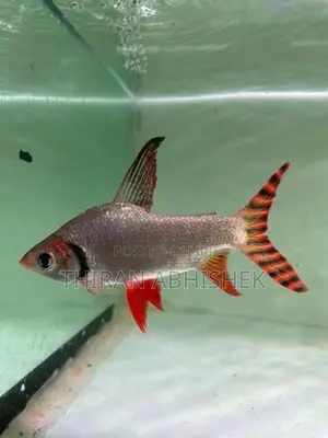 Flagtail Fish