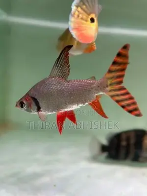 Flagtail Fish