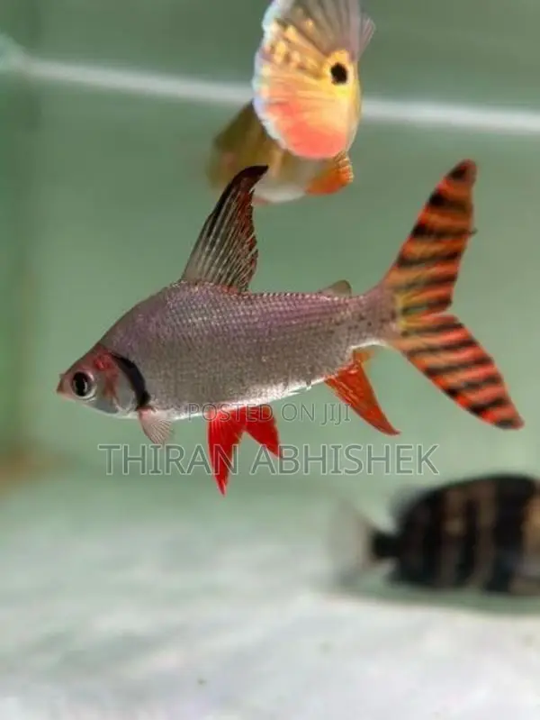 Flagtail Fish