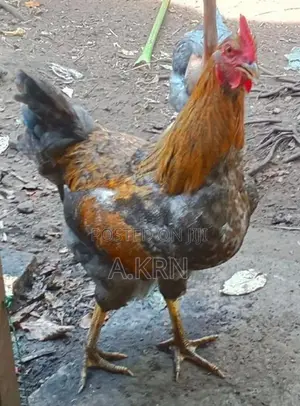 ஊர் சேவல்