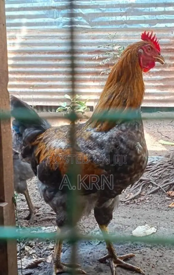 ஊர் சேவல்