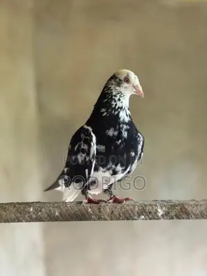 Pigeons Indian