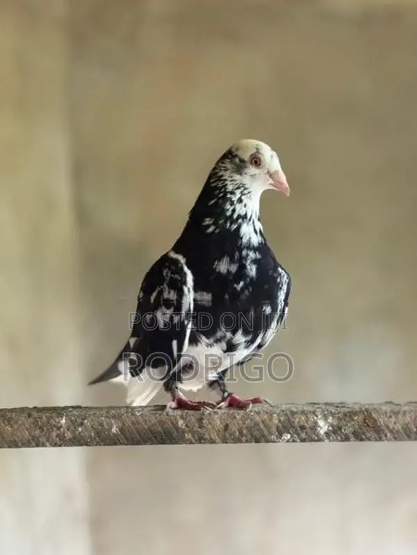 Pigeons Indian