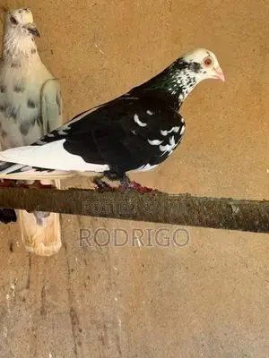 Pigeons Indian
