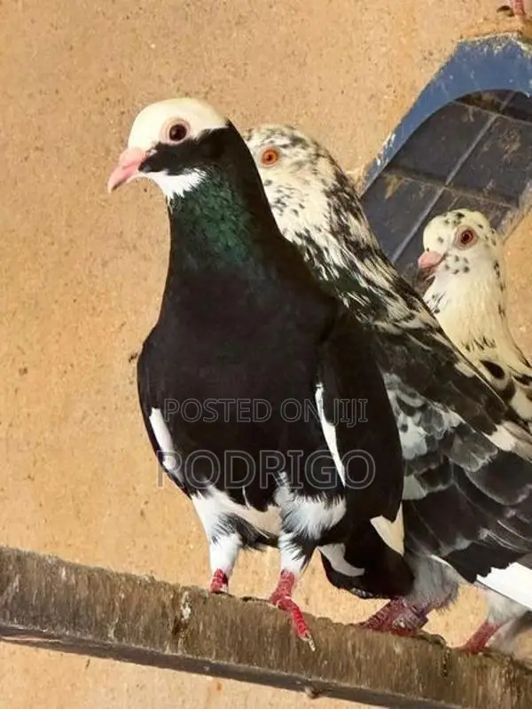 Pigeons Indian