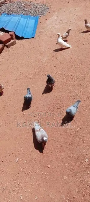 Pigeon