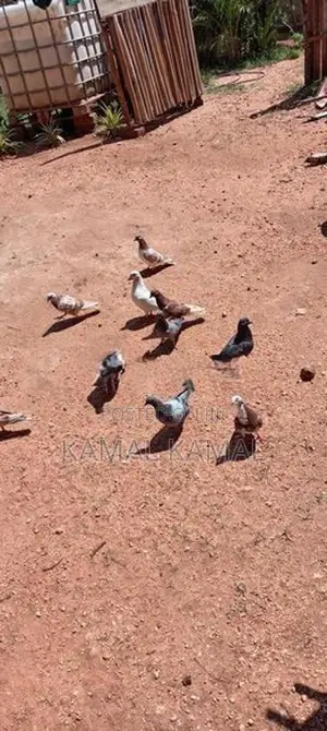 Pigeon