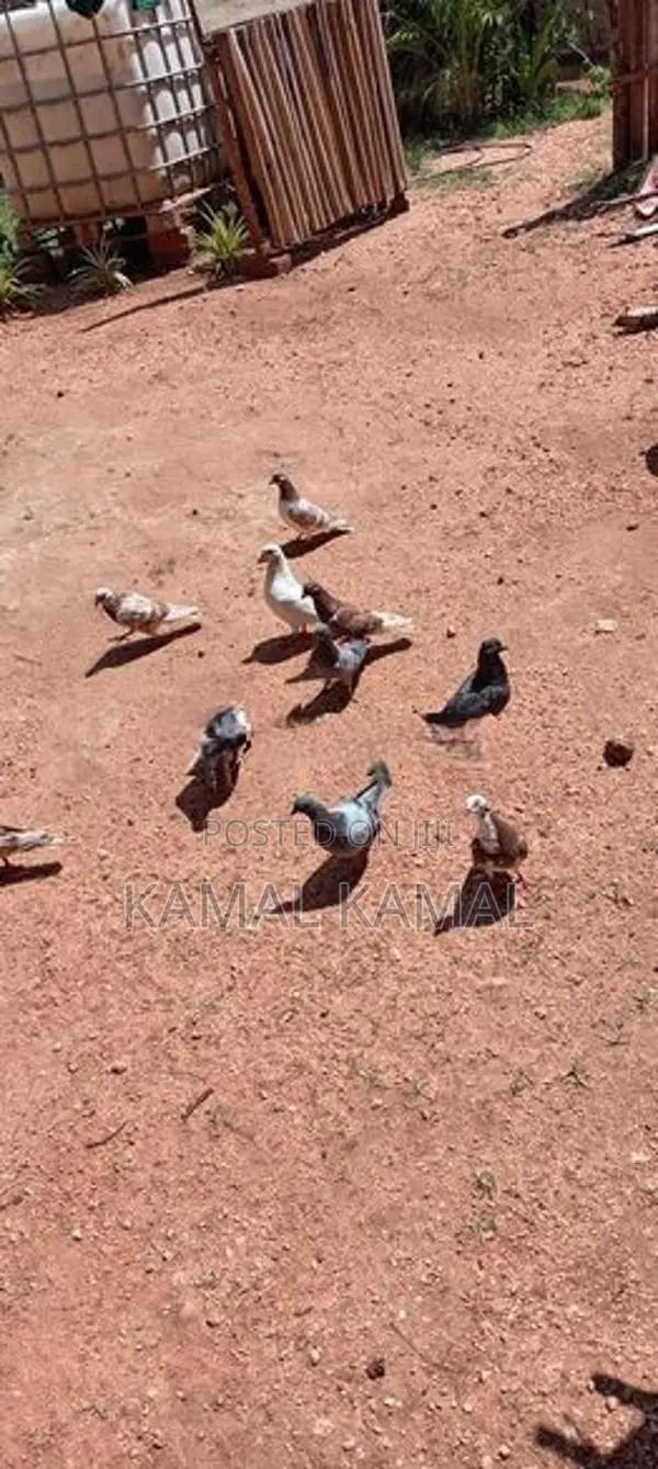 Pigeon