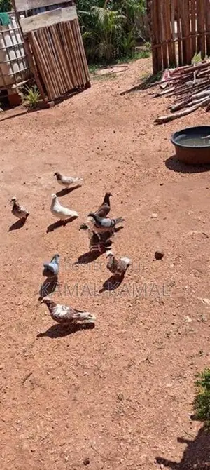 Pigeon
