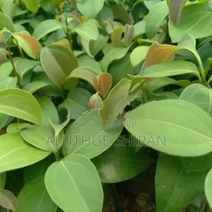 නිරෝගී කුරුඳු පැළ .