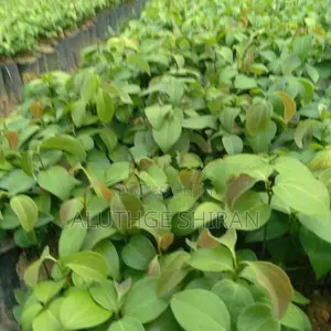 නිරෝගී කුරුඳු පැළ .
