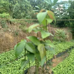 නිරෝගී කුරුඳු පැළ .