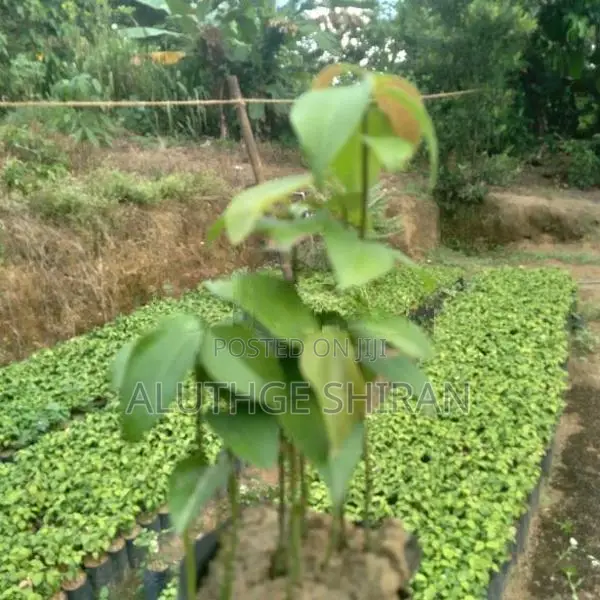 නිරෝගී කුරුඳු පැළ .