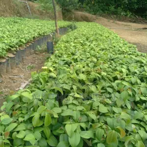 නිරෝගී කුරුඳු පැළ .