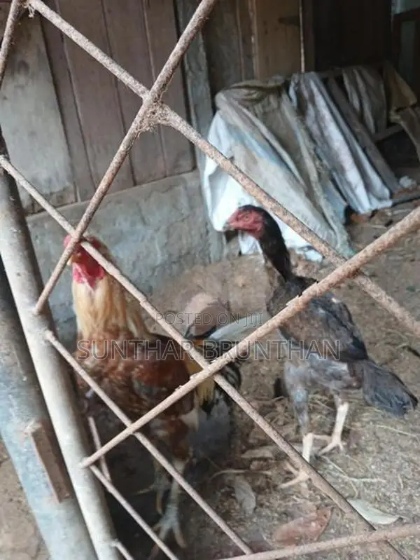 Rooster