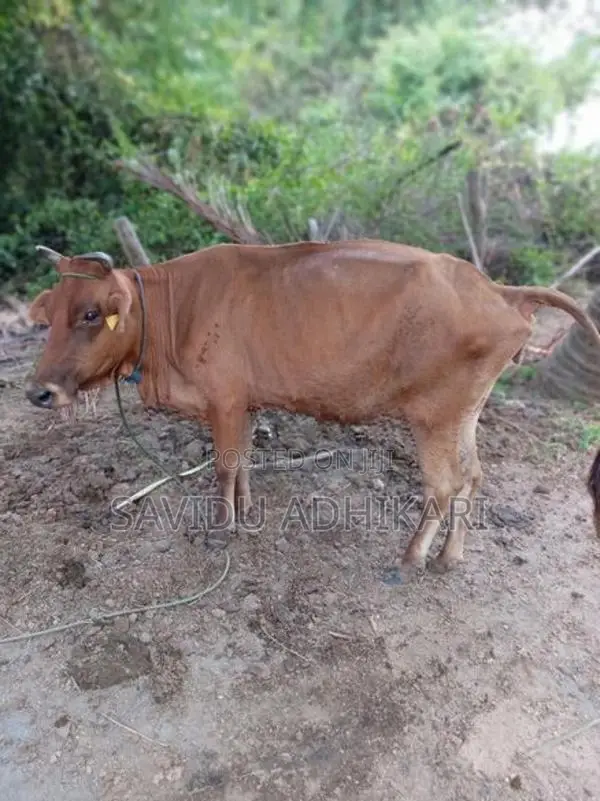 The Cow With Her Calf