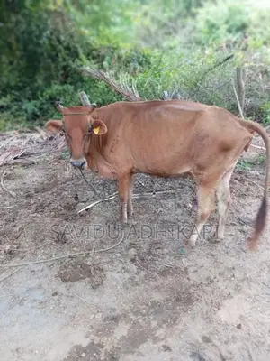 The Cow With Her Calf