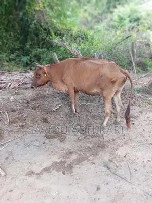 The Cow With Her Calf