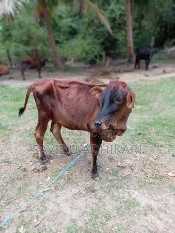 The Cow With Her Calf
