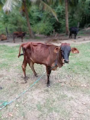 The Cow With Her Calf