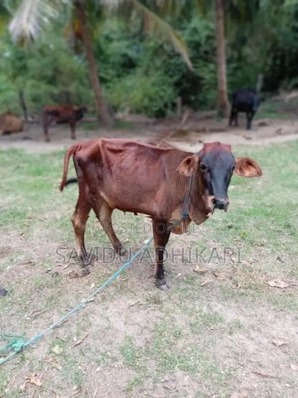 The Cow With Her Calf