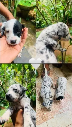Dalmatian Puppy