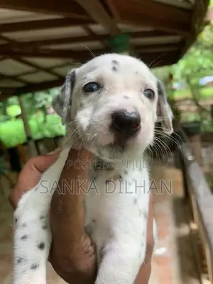 Dalmatian Puppy
